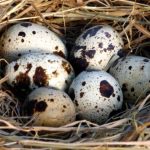 Яйца перепелиные: Калорийность, ПЖЖ, Польза и Вред