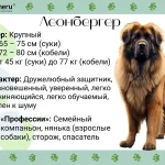 Породы больших собак: особенности содержания, характера и ухода в доме