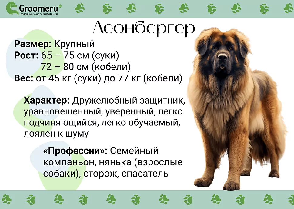 Породы больших собак: особенности содержания, характера и ухода в доме