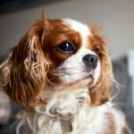 Самые долгоживущие породы собак: лучшие варианты для семьи и квартиры